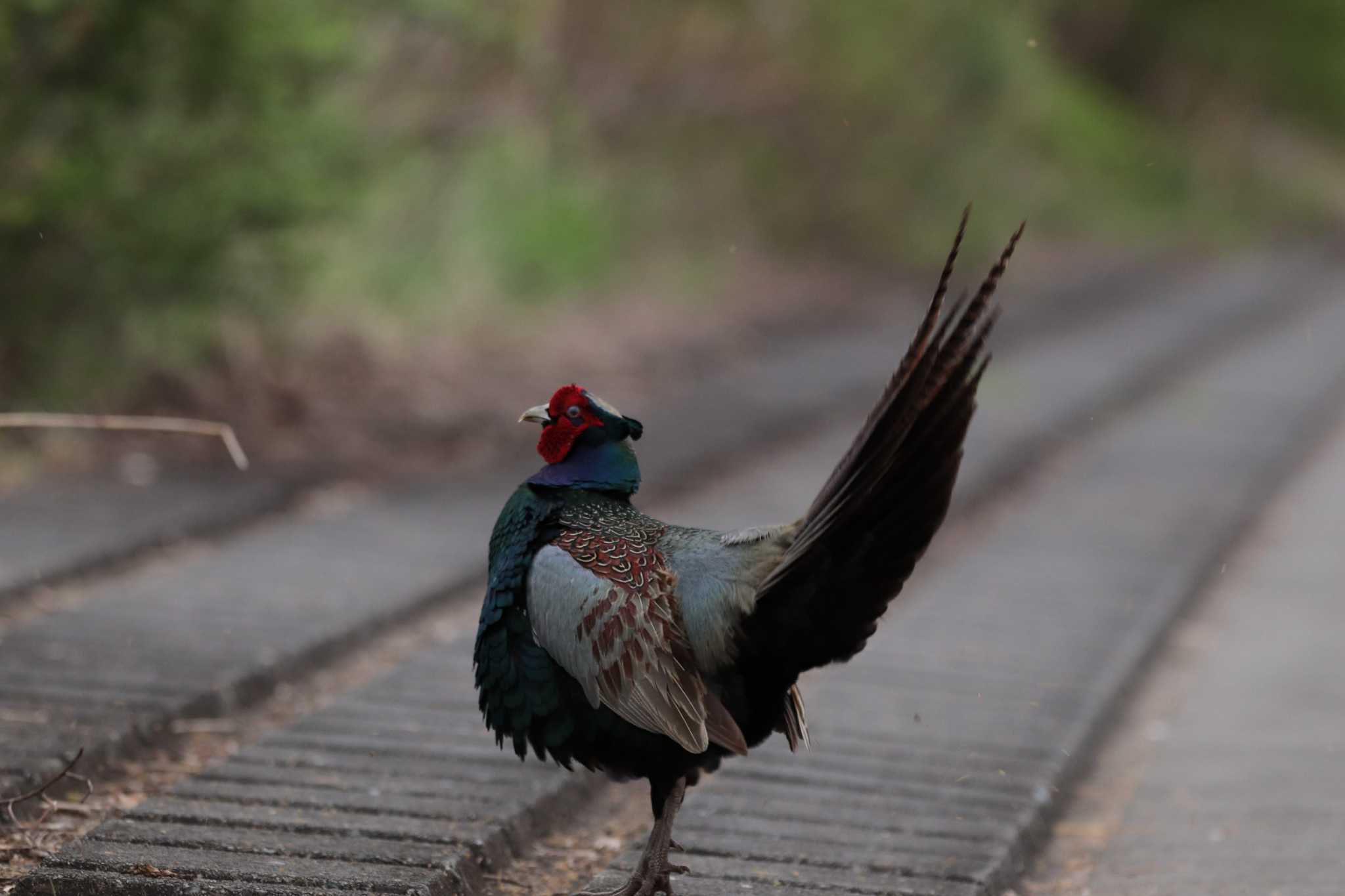 Green Pheasant