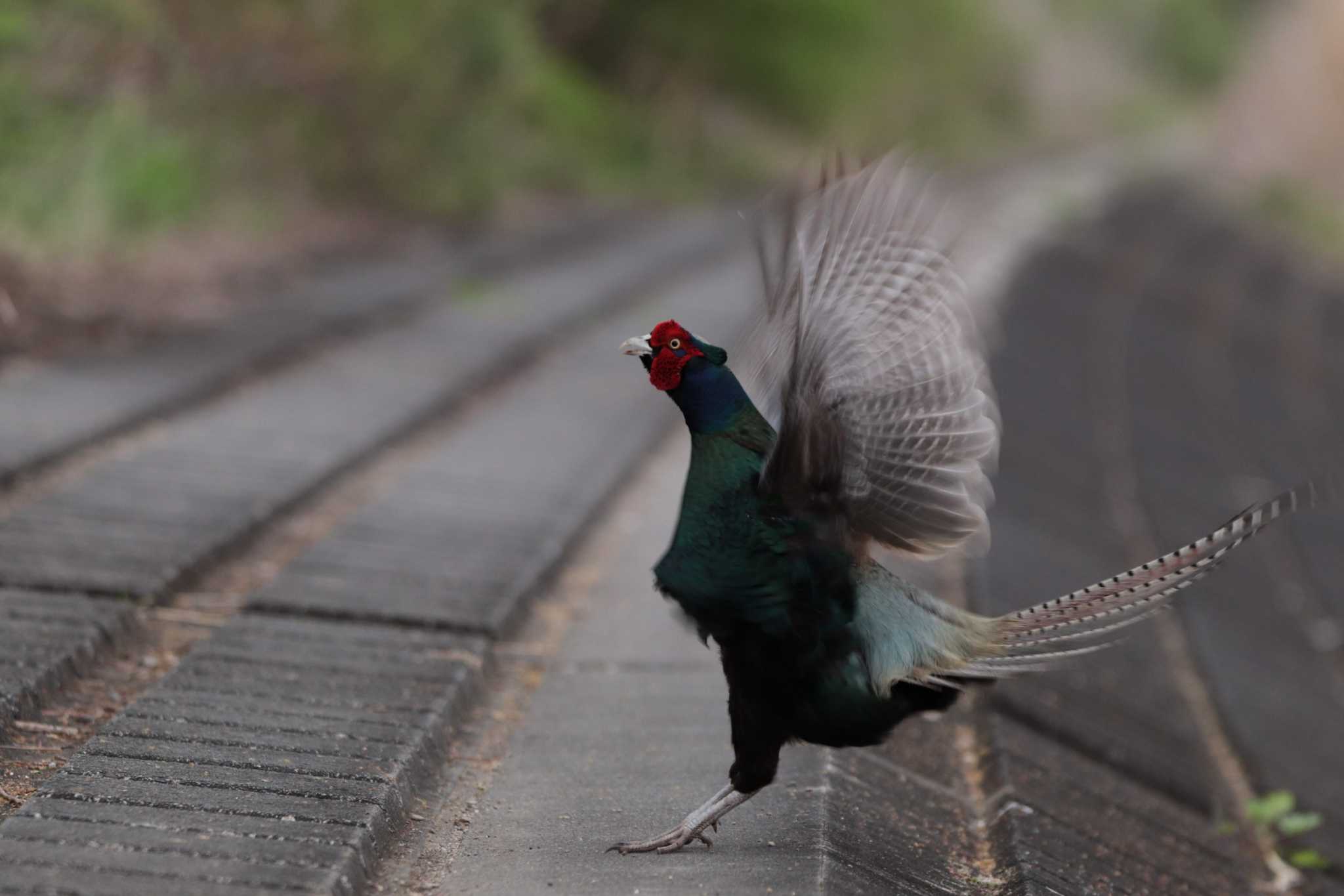 Green Pheasant