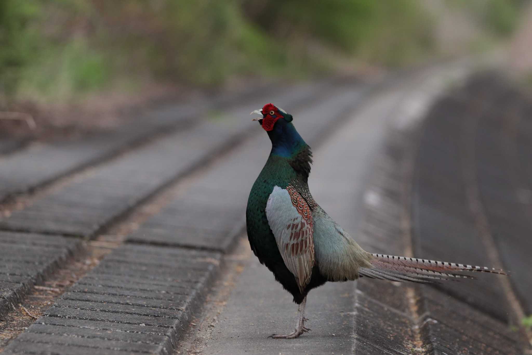 Green Pheasant