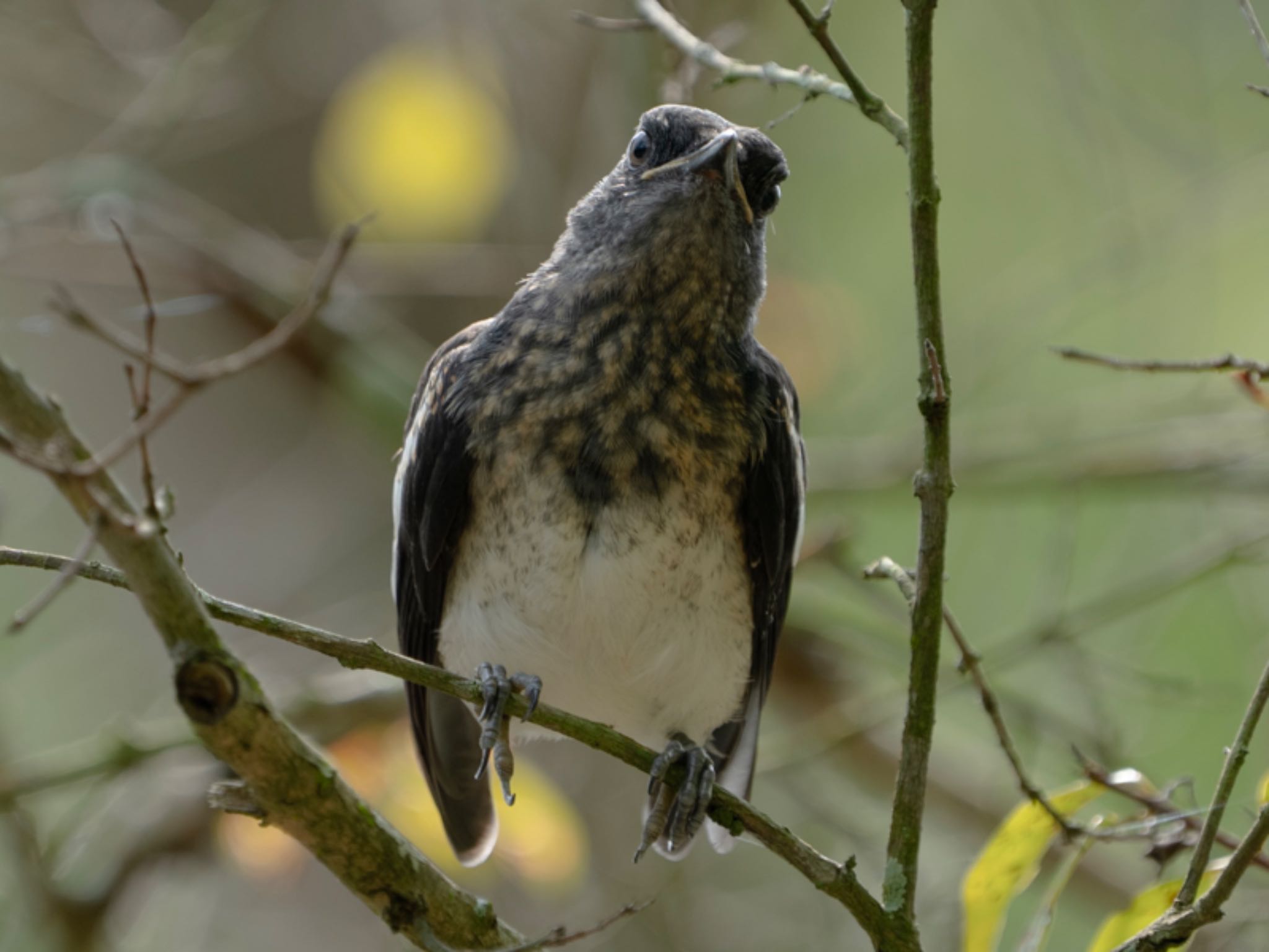 Oriental Magpie-Robin