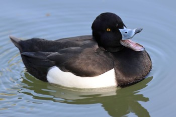 キンクロハジロ 三ツ池公園(横浜市鶴見区) 2023年4月1日(土)