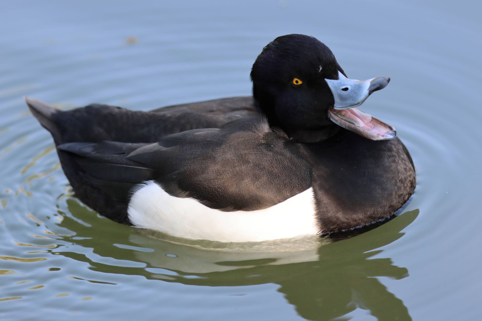 Photo of Tufted Duck at Mitsuike Park by こぐまごろう