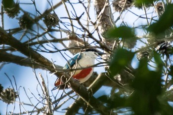 ヤイロチョウ 大分県 2018年5月20日(日)