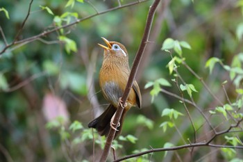 2023年4月1日(土) 三ツ池公園(横浜市鶴見区)の野鳥観察記録