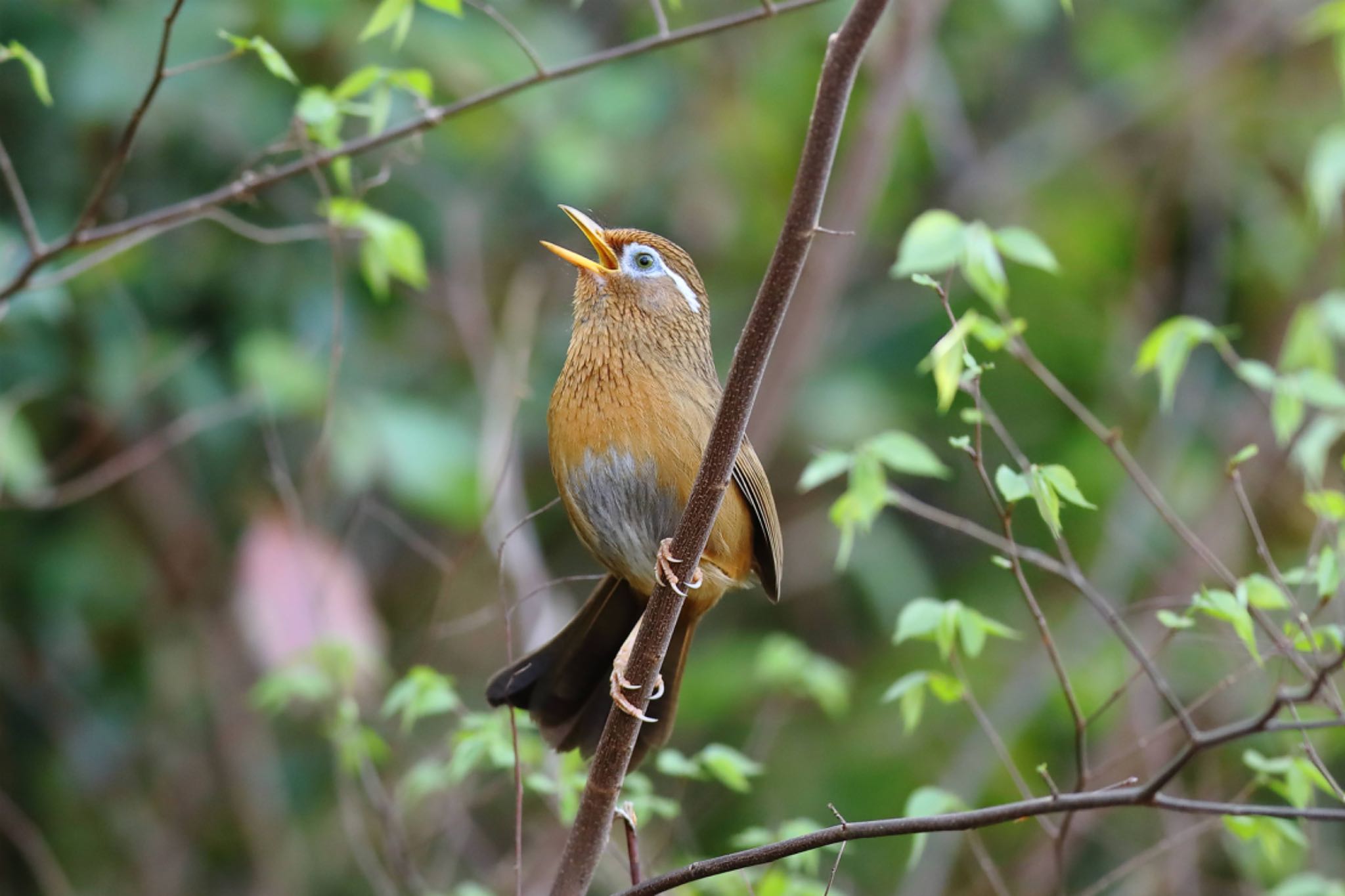 Photo of Chinese Hwamei at Mitsuike Park by こぐまごろう