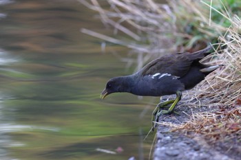 Common Moorhen Mitsuike Park Sat, 4/1/2023