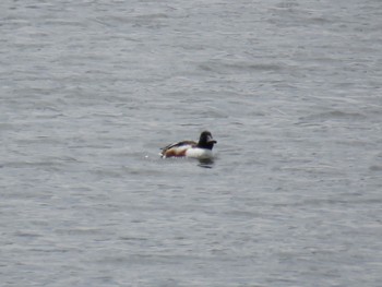 Northern Shoveler 多摩川(浅川合流付近) Sun, 4/2/2023