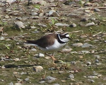 Sun, 4/2/2023 Birding report at 大和川下流