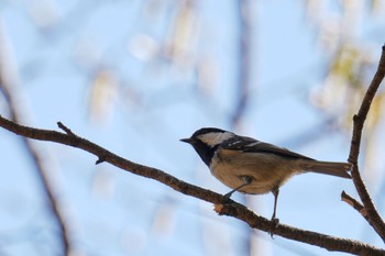 ヒガラ 南アルプス邑野鳥公園 2023年4月1日(土)