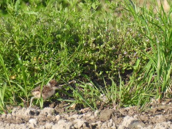 Grey-headed Lapwing 天白川 Sun, 4/2/2023