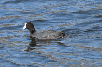 2023年4月1日(土) 鶴見川の野鳥観察記録