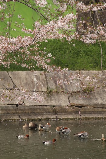 ヒドリガモ 大阪城公園 2023年4月2日(日)