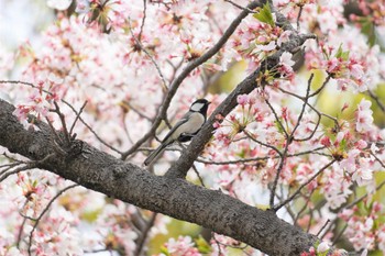 シジュウカラ 大阪城公園 2023年4月2日(日)