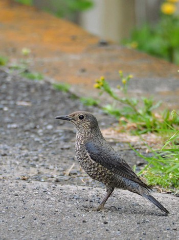 Blue Rock Thrush 伊勢原市 Sun, 4/2/2023