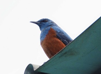 Blue Rock Thrush 伊勢原市 Sun, 4/2/2023