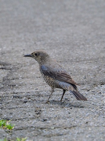 Blue Rock Thrush 伊勢原市 Sun, 4/2/2023