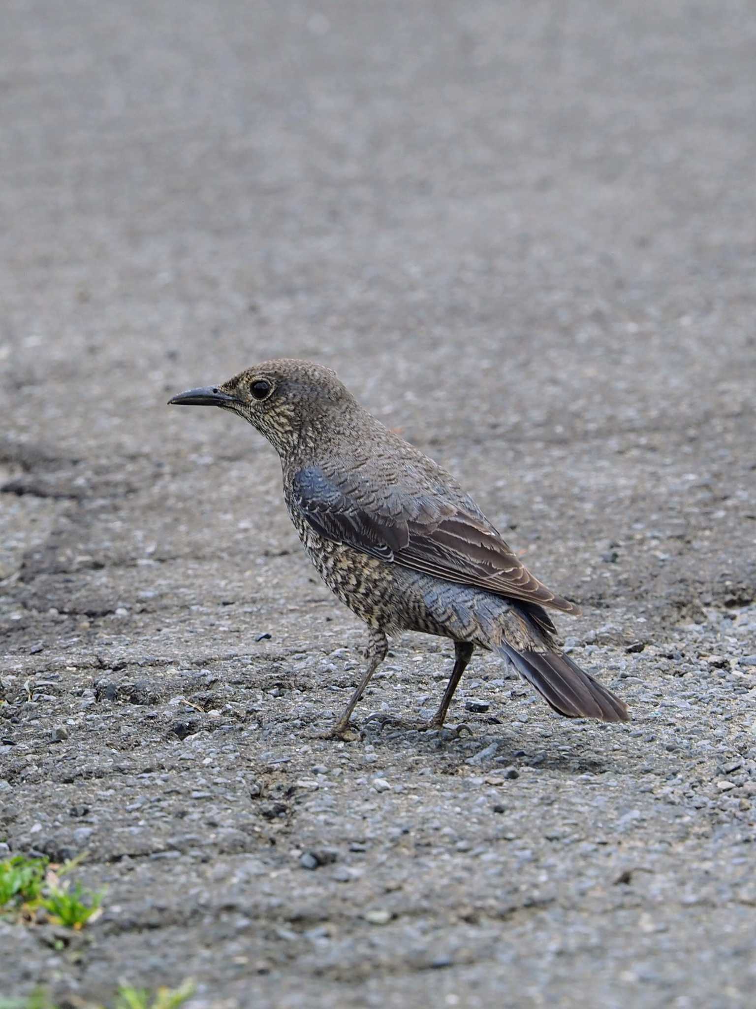 Photo of Blue Rock Thrush at 伊勢原市 by とろろ