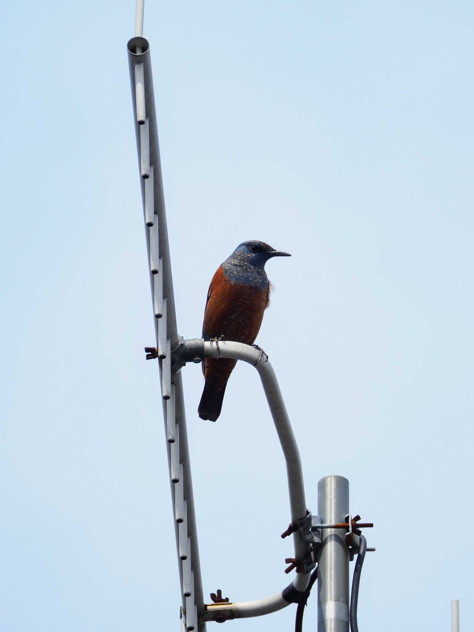 Blue Rock Thrush