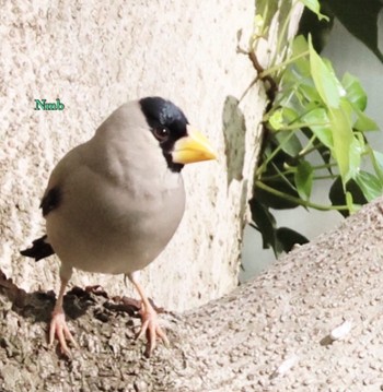 Japanese Grosbeak Unknown Spots Unknown Date