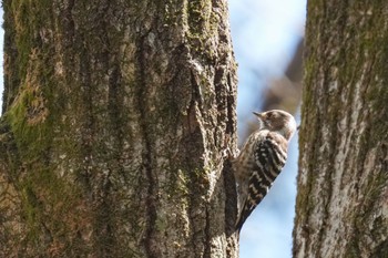 コゲラ 南アルプス邑野鳥公園 2023年4月1日(土)