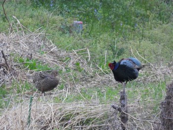 2023年4月2日(日) 見沼たんぼの野鳥観察記録