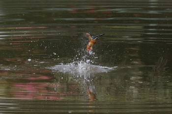 カワセミ 神奈川県 2018年5月21日(月)