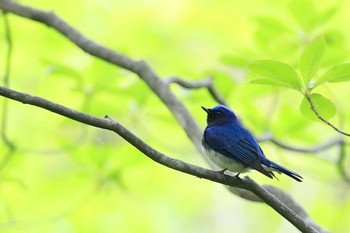 Blue-and-white Flycatcher 伊香保森林公園 Sun, 5/13/2018