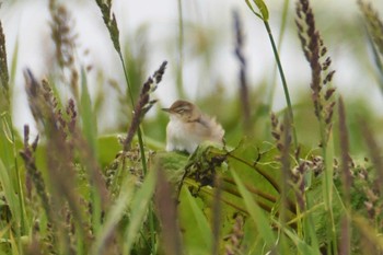 Middendorff's Grasshopper Warbler Kiritappu Wetland Thu, 7/7/2022