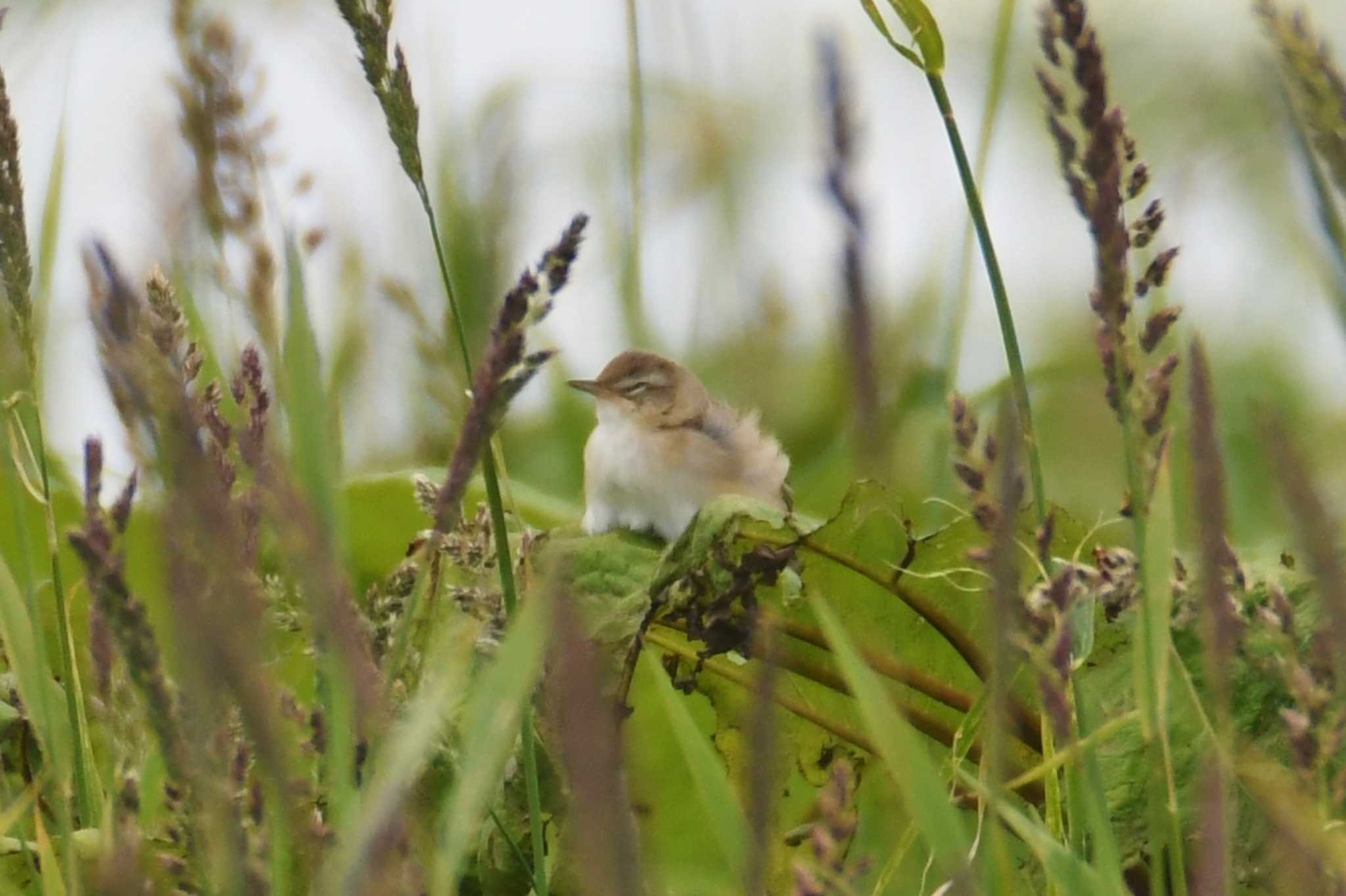 Middendorff's Grasshopper Warbler