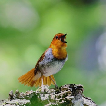 Japanese Robin 上高地 Sun, 5/20/2018