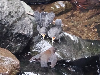 2023年4月2日(日) 日向渓谷の野鳥観察記録