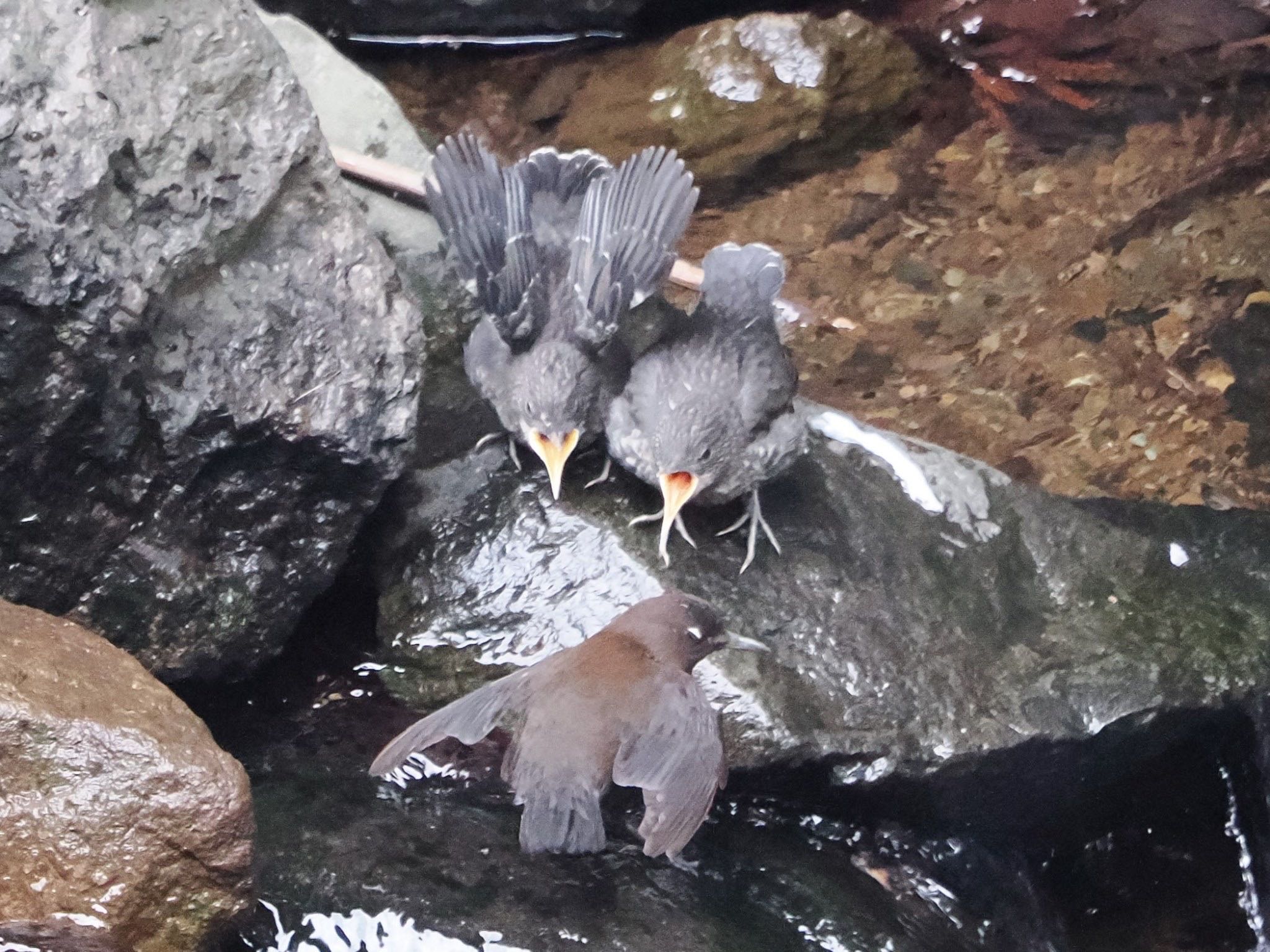 日向渓谷 カワガラスの写真 by ぽぽぽ