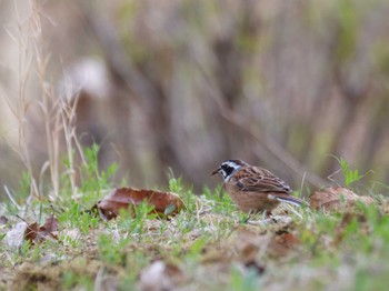 Meadow Bunting 秩父 Sun, 4/2/2023