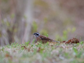 Meadow Bunting 秩父 Sun, 4/2/2023