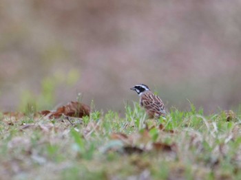 Meadow Bunting 秩父 Sun, 4/2/2023