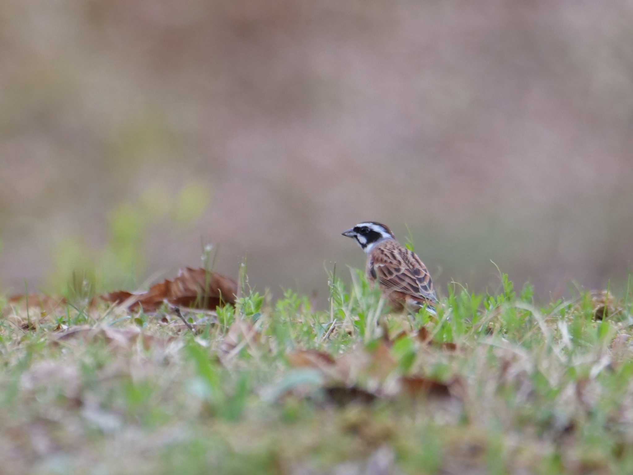 ホオジロ3態。　なになにー・・ by little birds