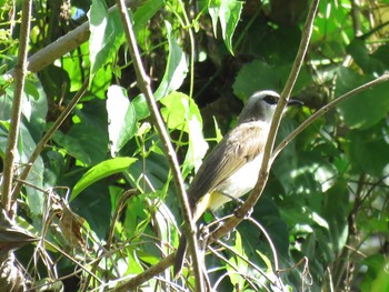 Yellow-vented Bulbul ミンダナオ島 Sat, 3/17/2018