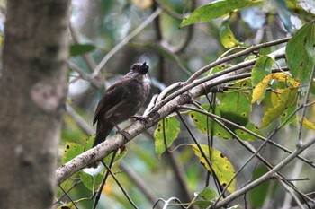 Olive-winged Bulbul Taman Alam Kuala Selangor Mon, 3/6/2023