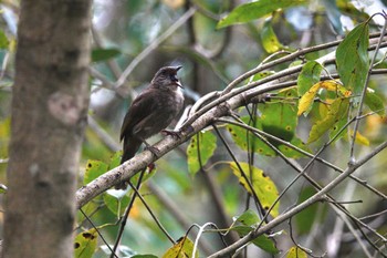 Olive-winged Bulbul Taman Alam Kuala Selangor Mon, 3/6/2023