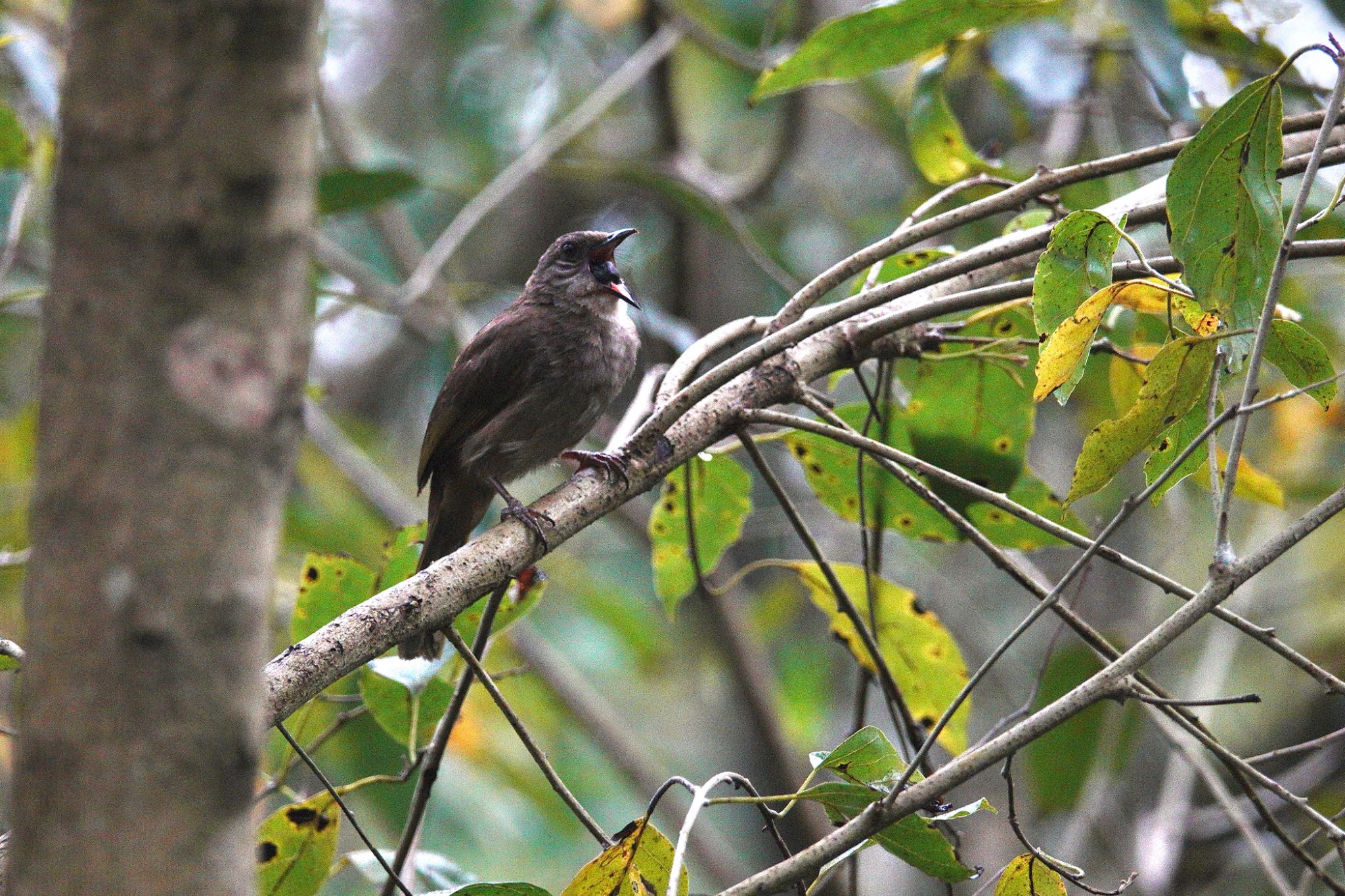 Olive-winged Bulbul