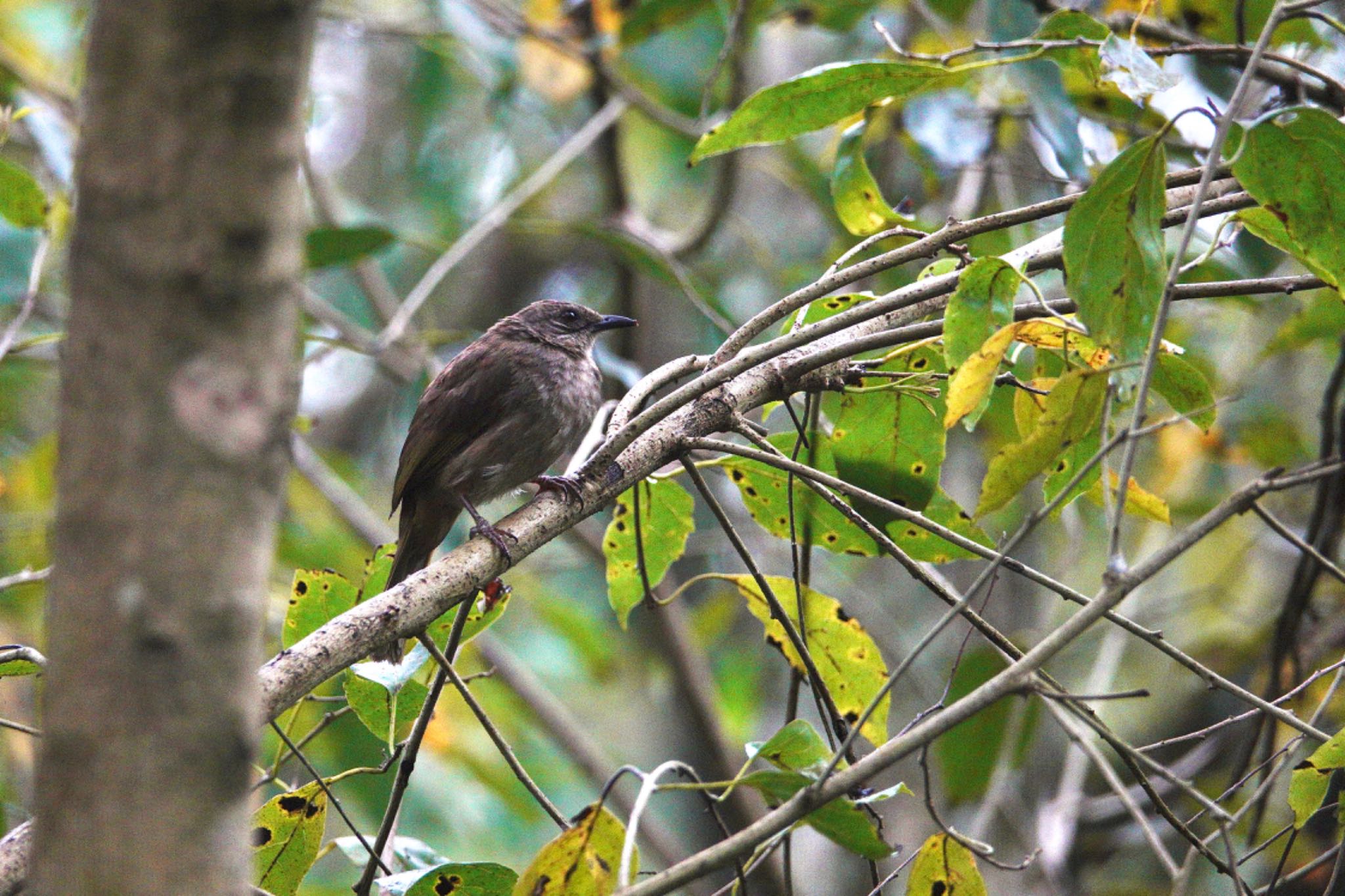 Photo of Olive-winged Bulbul at Taman Alam Kuala Selangor by のどか