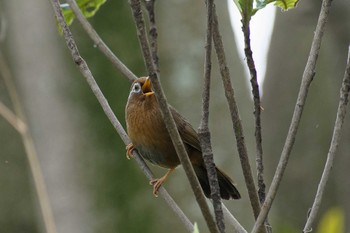 Sun, 4/2/2023 Birding report at 横浜市立金沢自然公園