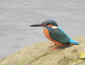 2023年4月2日(日) 早渕川の野鳥観察記録