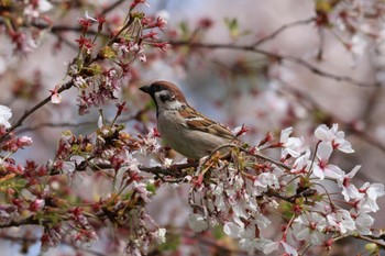 スズメ 武庫川 2023年4月2日(日)