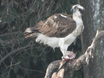 Osprey 堺市履中天皇陵 Sun, 4/2/2023