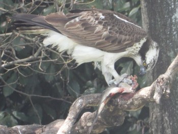 Osprey 堺市履中天皇陵 Sun, 4/2/2023