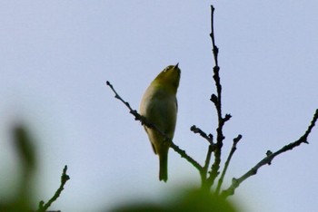 メジロ 羽村市水上公園付近 2018年5月21日(月)