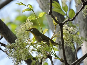 2023年4月2日(日) 大阪城公園の野鳥観察記録