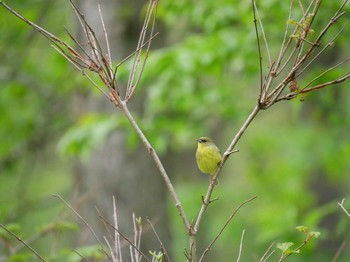 Yellow Bunting Unknown Spots Sun, 5/20/2018