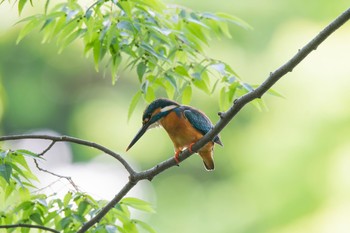 カワセミ 神奈川県 2018年5月21日(月)